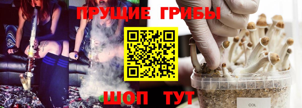 закладка  Галлюциногенные грибы мицелий  Галлюциногенные грибы Psilocybe  Вход с VPN  Новоалександровск 